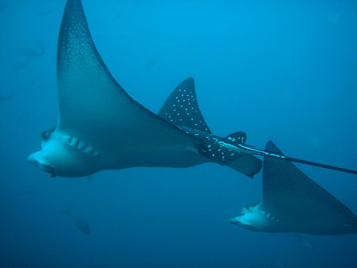 Mantaraya Lodge Puerto López エクステリア 写真